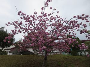 玄関の八重桜